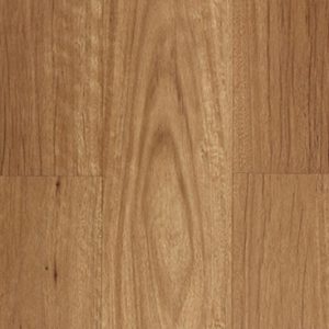 New England Blackbutt